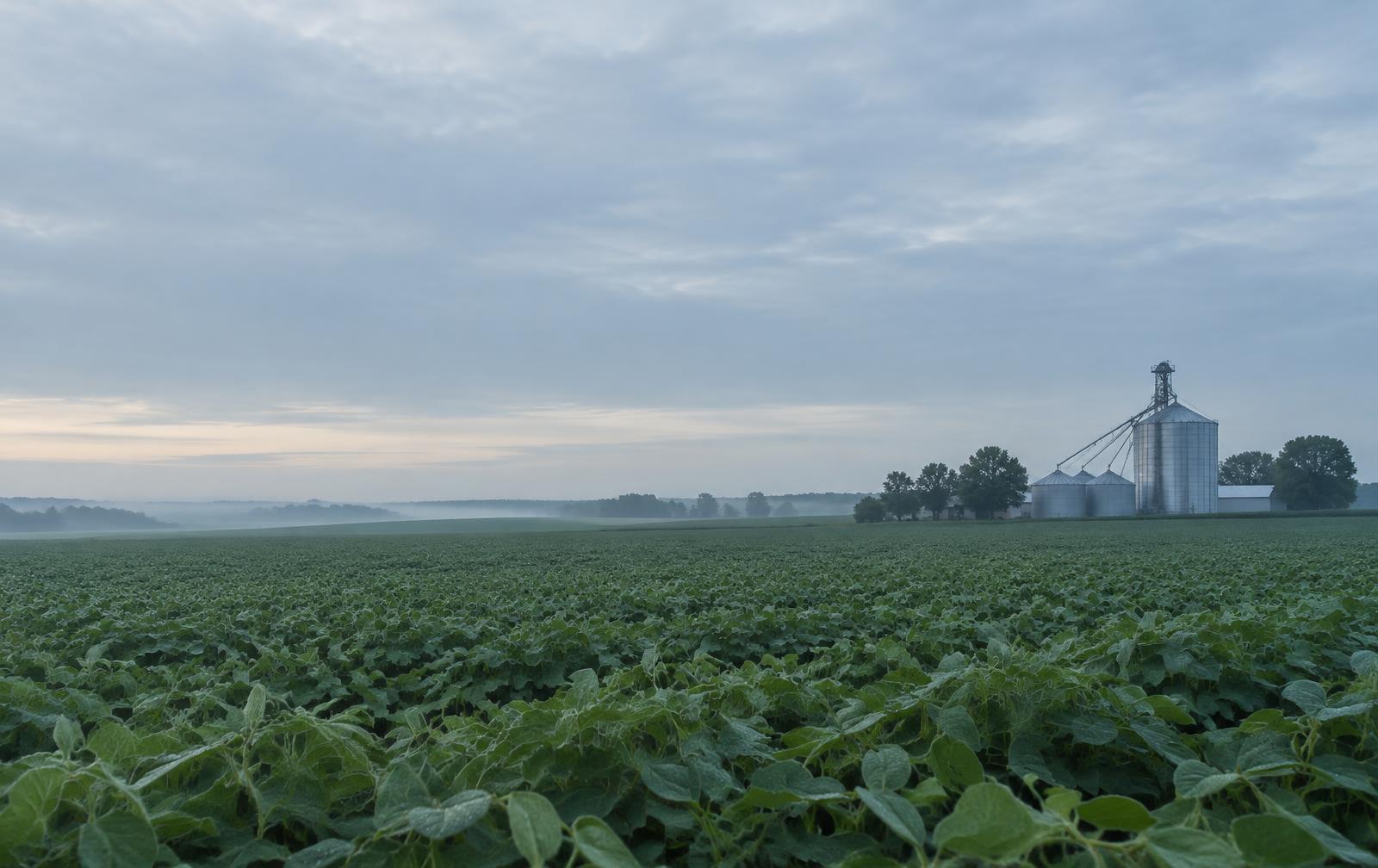 Lavoura de soja ao amanhecer com silos ao fundo